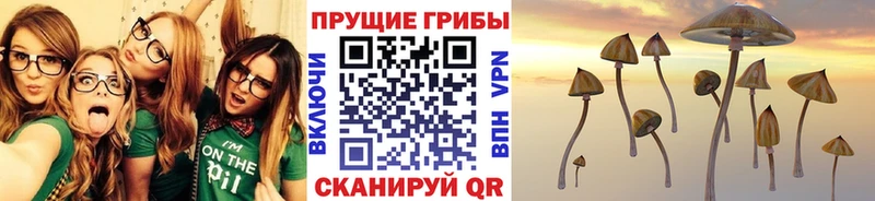 Купить где  Никольское  Псилоцибиновые грибы мицелий 
